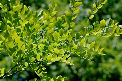 Sophora japonica - jerlin japonský - letní listy